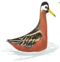 Red Phalarope