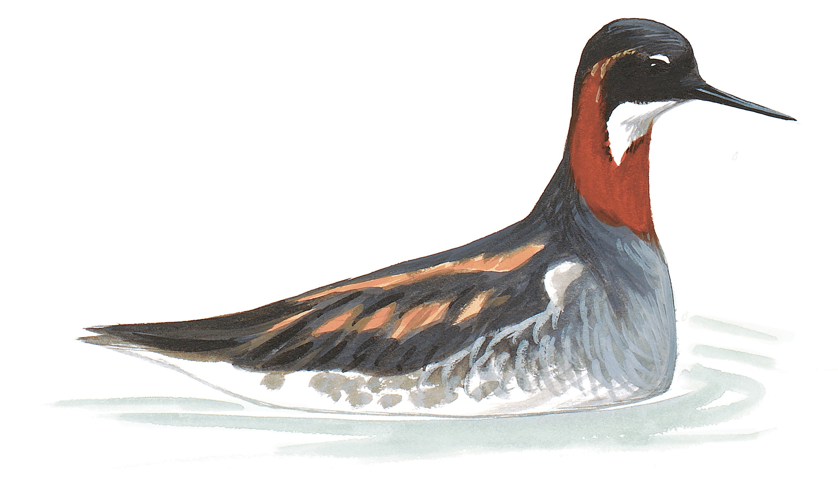 Red-necked Phalarope