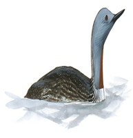 Red-throated Loon