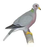 Band-tailed Pigeon