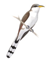Yellow-billed Cuckoo