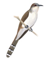 Black-billed Cuckoo
