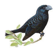 Groove-billed Ani
