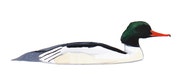 Common Merganser