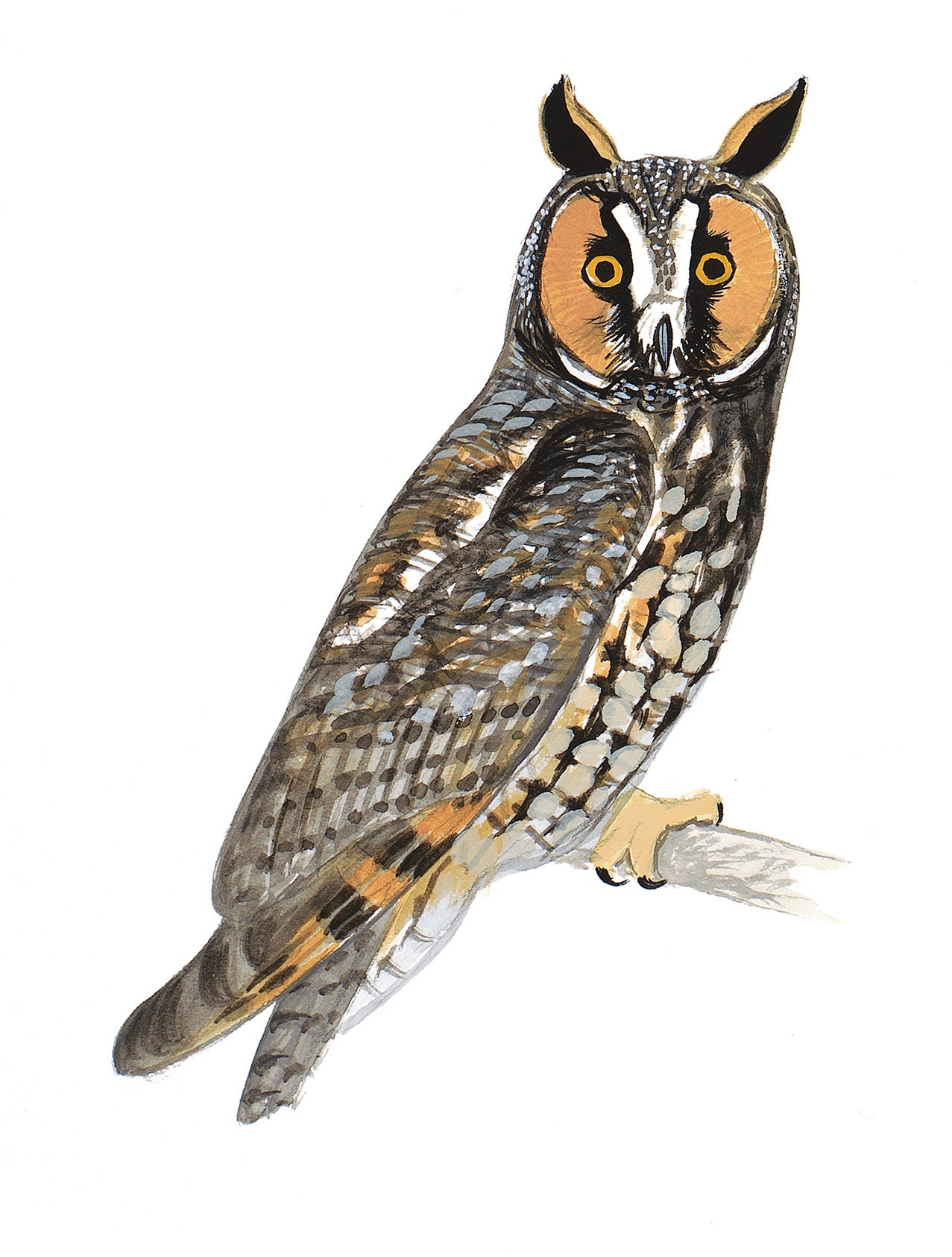 Long-eared Owl