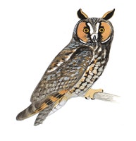 Long-eared Owl