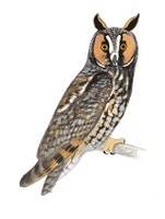 Long-eared Owl