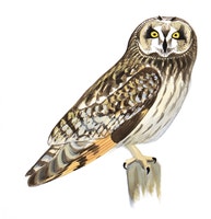 Short-eared Owl