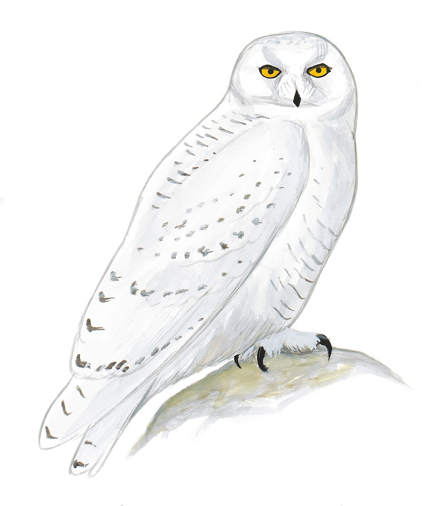 Snowy Owl