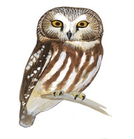 Northern Saw-whet Owl