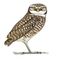 Burrowing Owl