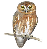 Elf Owl