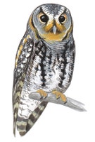 Flammulated Owl