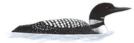 Common Loon