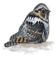 Mexican Whip-poor-will