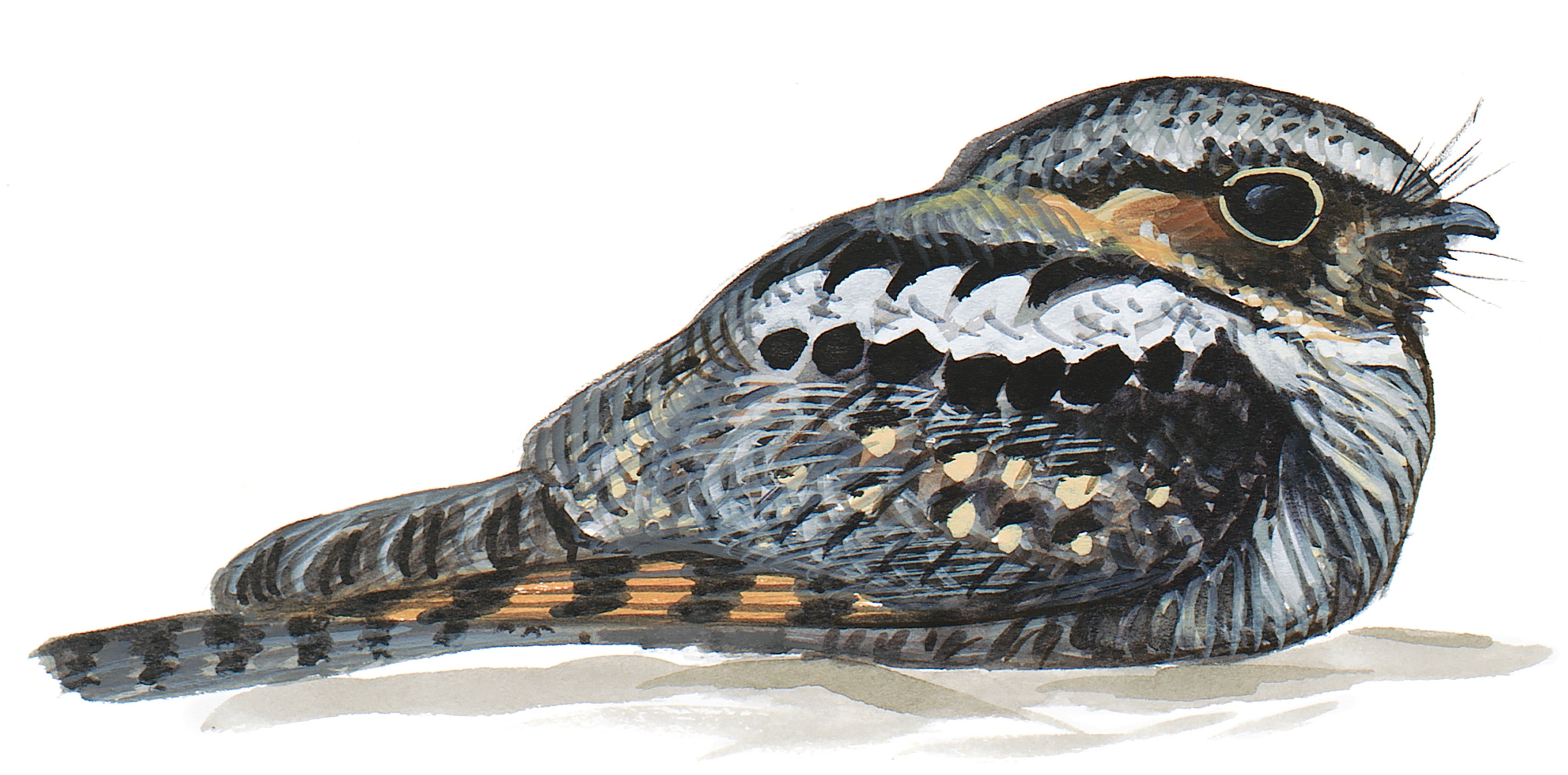 Tapacaminos Cuerporruín Norteño