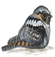 Eastern Whip-poor-will