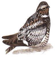 Common Nighthawk