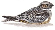 Lesser Nighthawk