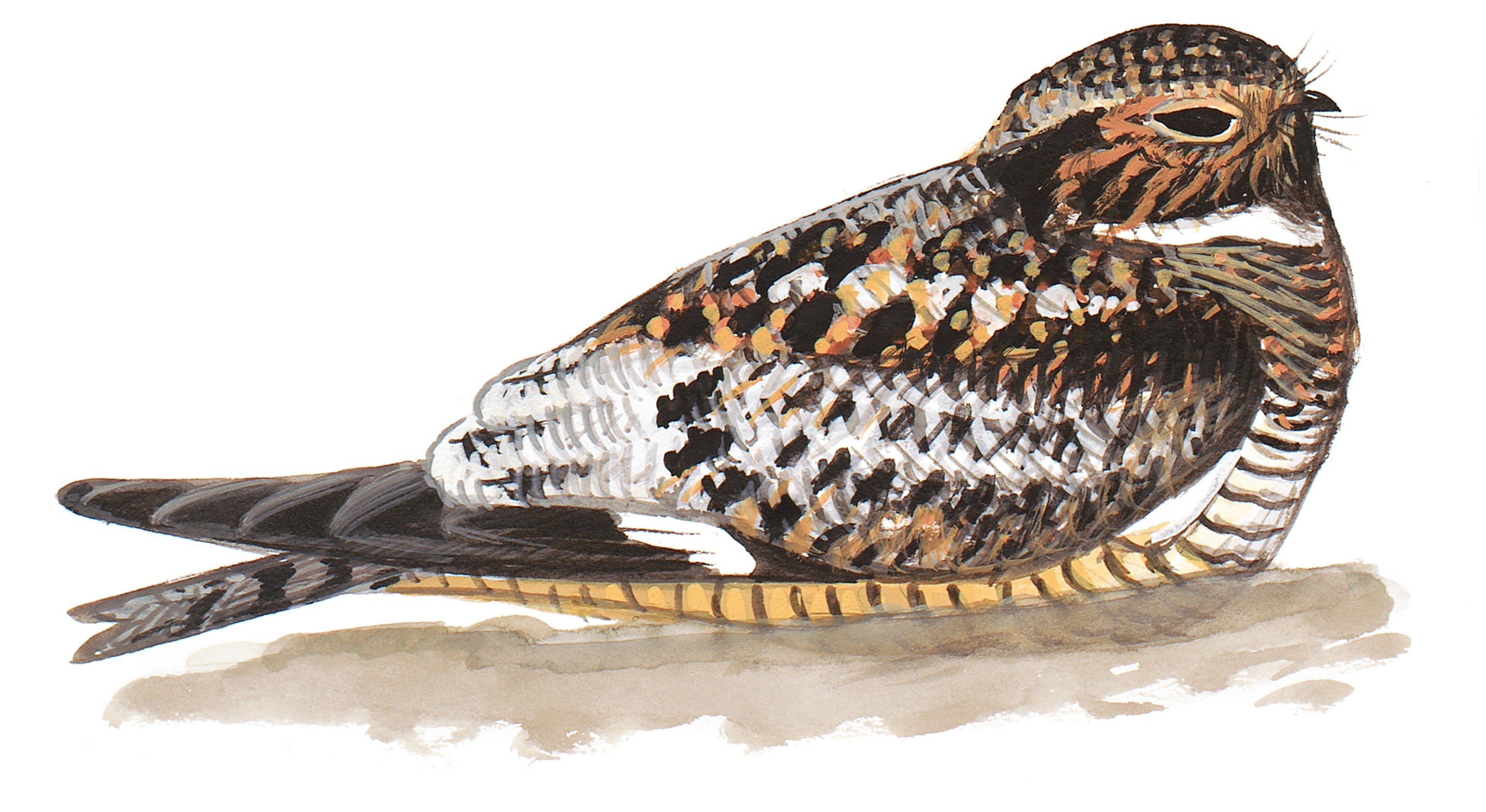 Antillean Nighthawk