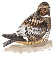 Antillean Nighthawk