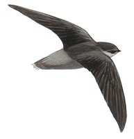 Vaux's Swift