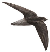 Chimney Swift