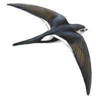 White-throated Swift
