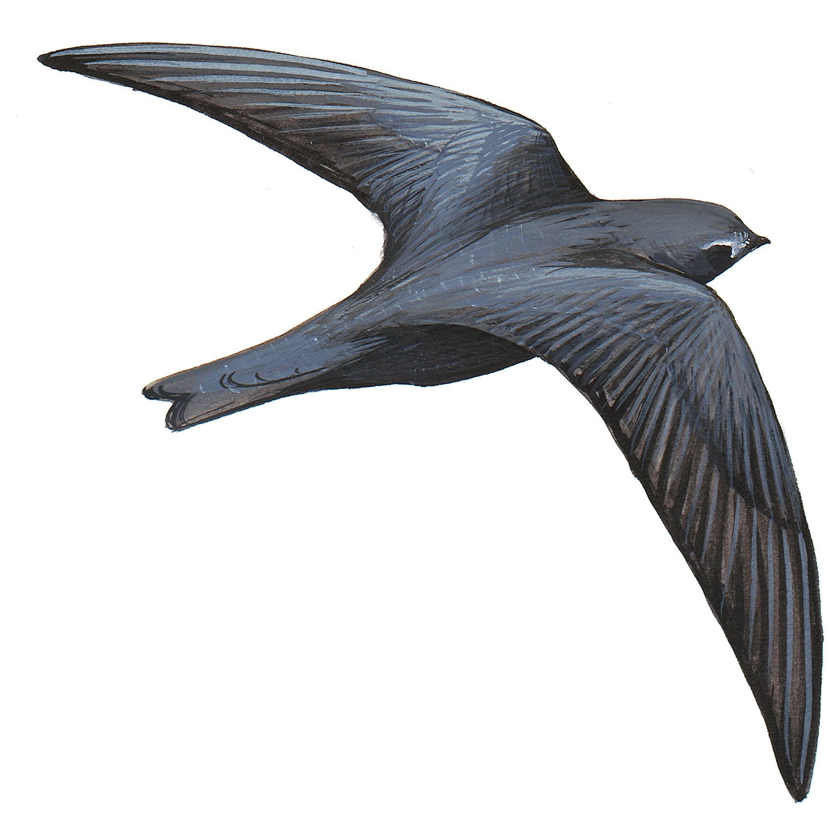 Vencejo Negro
