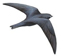 Black Swift