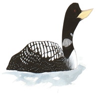 Yellow-billed Loon
