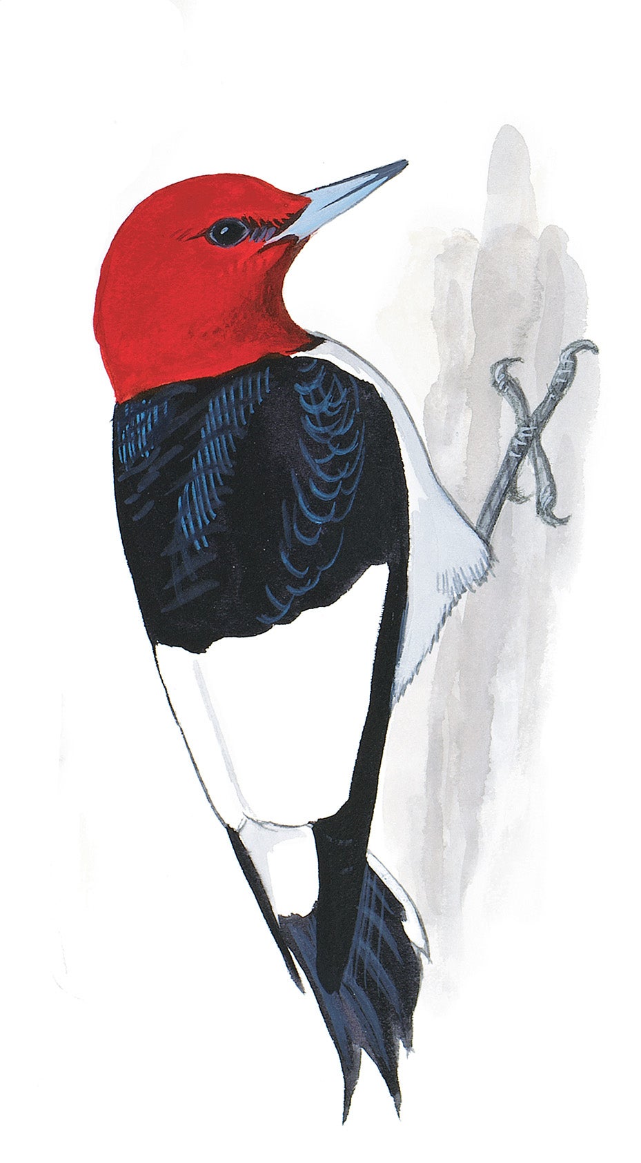 Carpintero Cabeza Roja