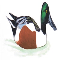 Northern Shoveler