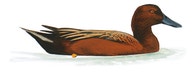 Cinnamon Teal