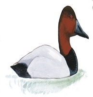 Canvasback