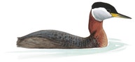 Red-necked Grebe