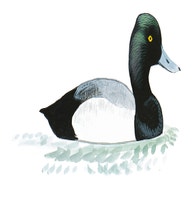 Lesser Scaup