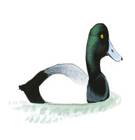 Greater Scaup