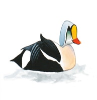 King Eider