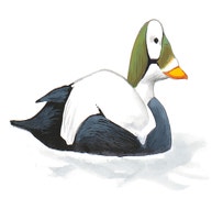 Spectacled Eider