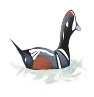 Harlequin Duck
