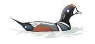 Harlequin Duck