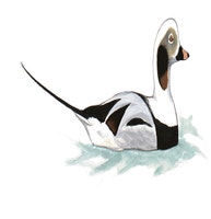 Long-tailed Duck
