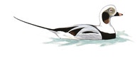 Long-tailed Duck