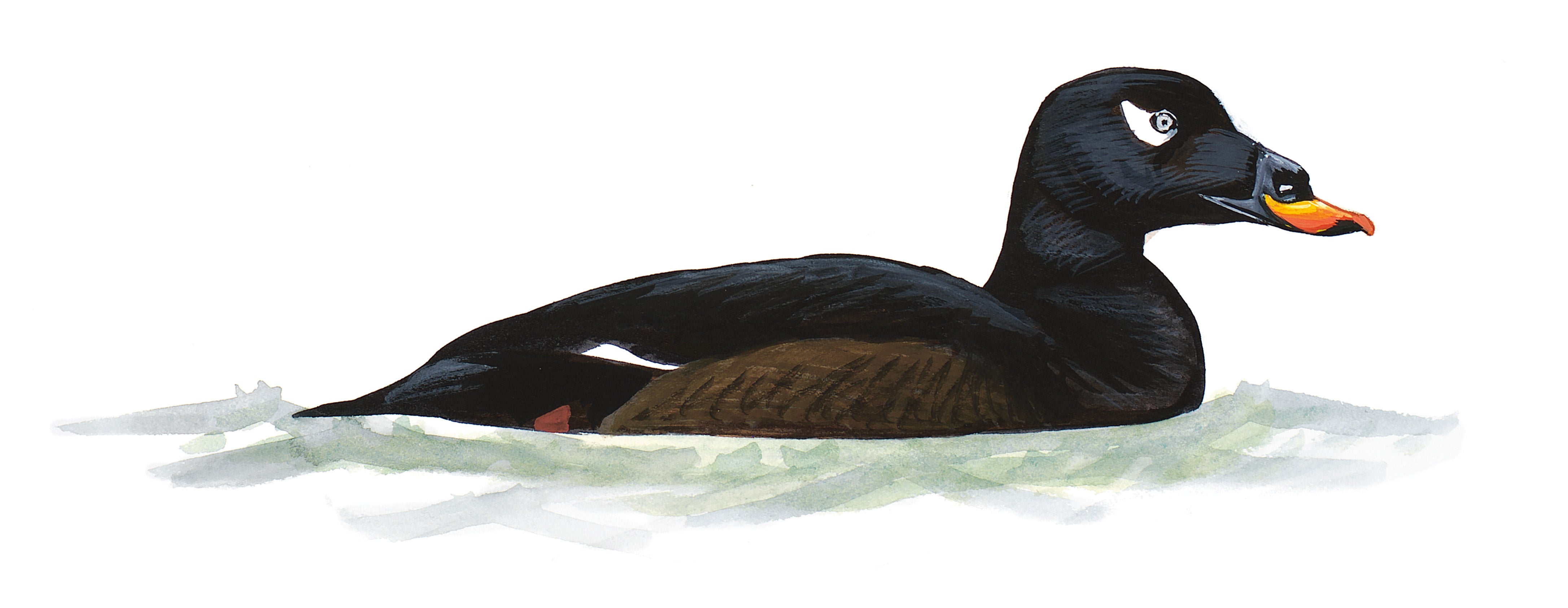 White-winged Scoter