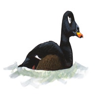 White-winged Scoter