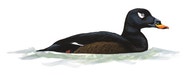White-winged Scoter