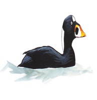Surf Scoter