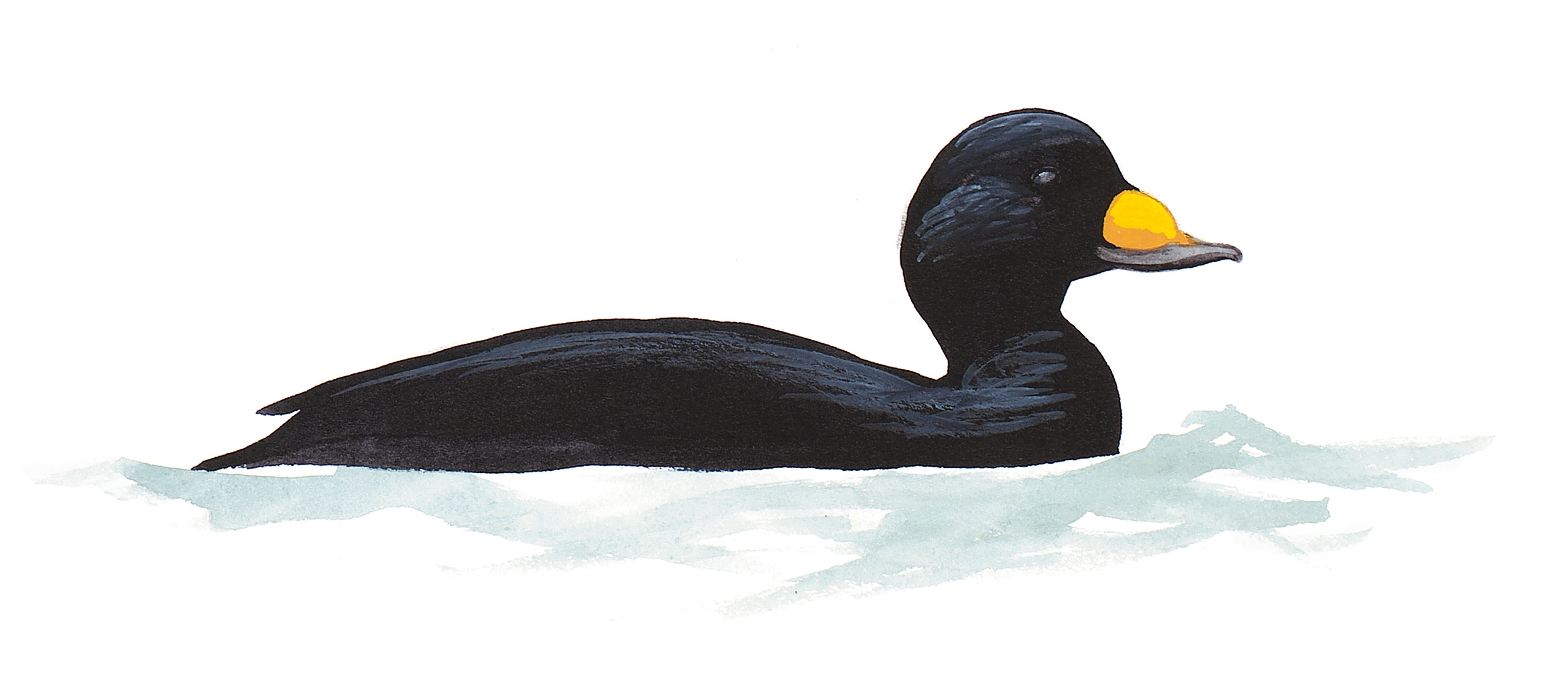 Black Scoter
