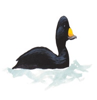 Negreta Pico Amarillo